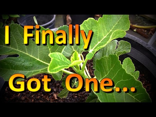 Black Madeira KK Fig Tree Unboxing and a Tour of My Humble Fig Collection