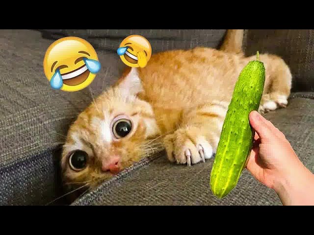 Best Funny Dogs and Cats Videos 🐶 Funniest Animal videos 2024😻