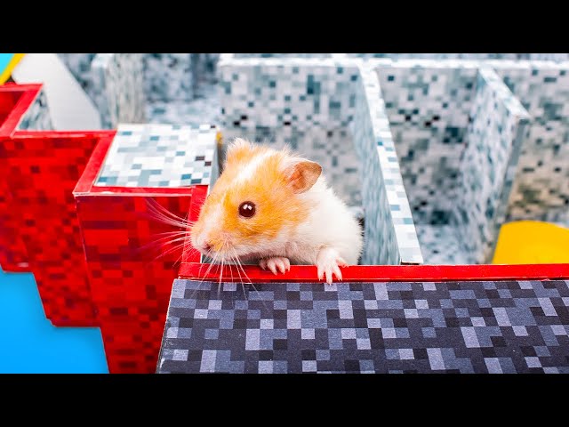 DIY MAZE FOR HAMSTER || Cute Crafts For Pets