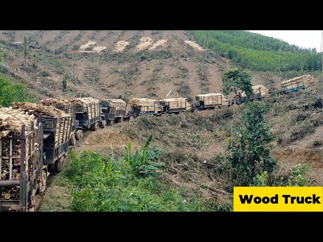 Record - 13 trucks carrying wood at the same time | super attractive