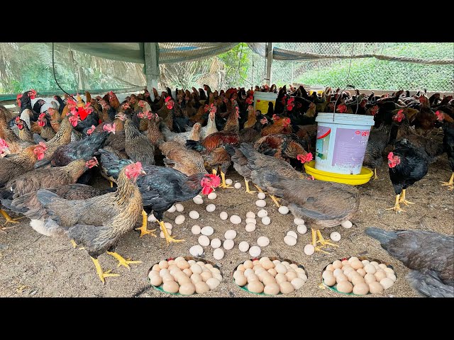 FULL VIDEO: 130 days of raising chickens, collecting eggs and selling chickens