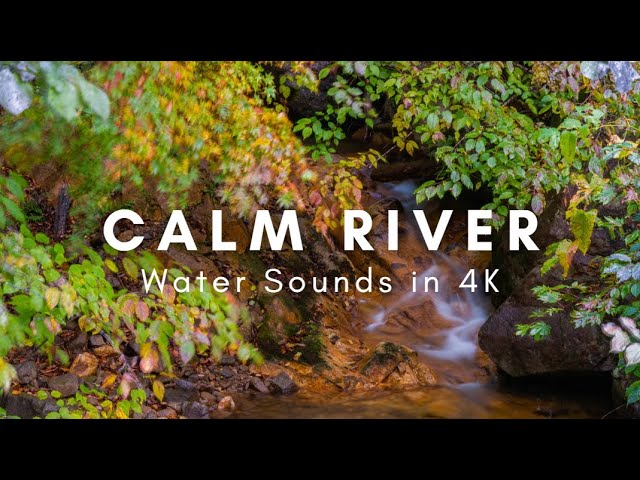 Relaxing Water Sounds in Fall Foliage - ASMR Water Noise for Sleep, Relaxation, Study, Meditation