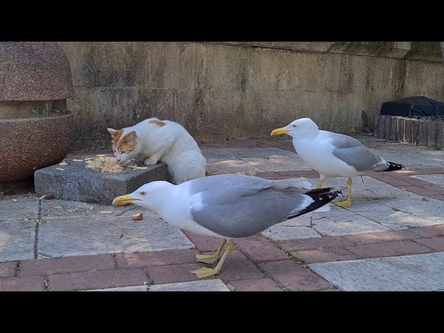 Seagulls want to steal the food from the cats.