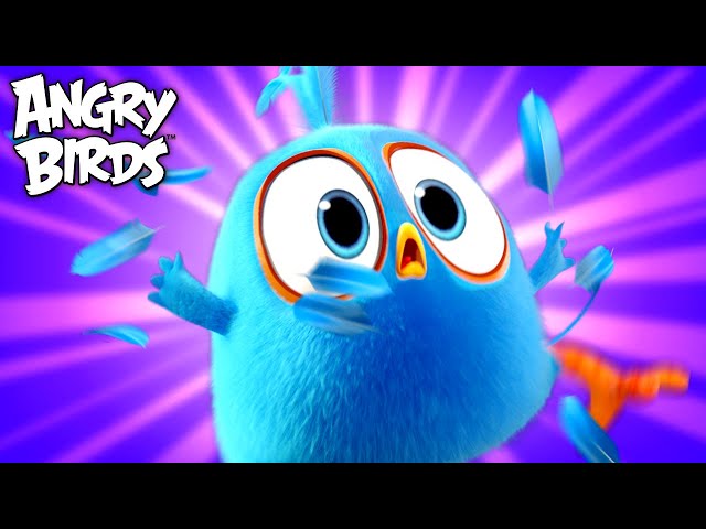 Angry Birds | Feathers Flying 🪶