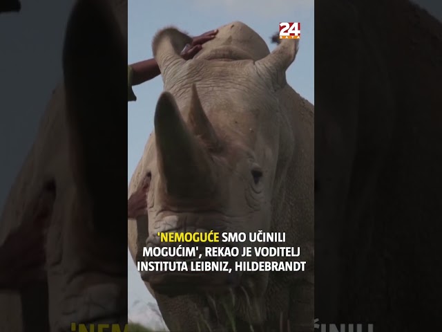 Medicinsko čudo moglo bi spasiti bijelog nosoroga od izumiranja - trudnoća je uredna
