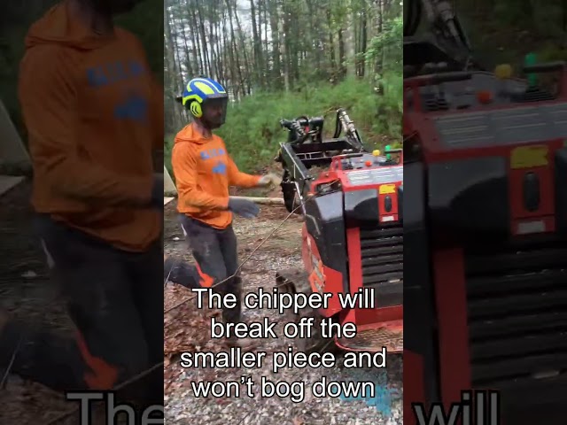 Crazy Chipper Technique: Whipper Chipper Fed with Miniskid!