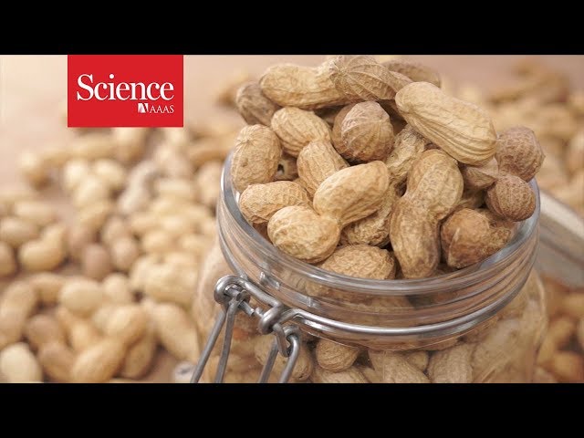 A revolutionary treatment for allergies to peanuts and other foods