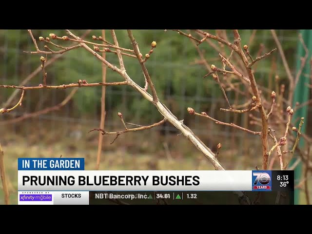 In the Garden: Pruning Blueberry Bushes