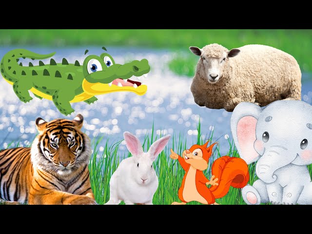 The most interesting animals: crocodile, tiger, squirrel, elephant, rabbit,...