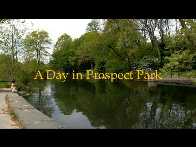 A Day in Prospect Park