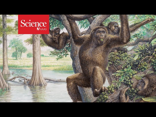 Earth was once a planet of the apes—and they set the stage for human evolution