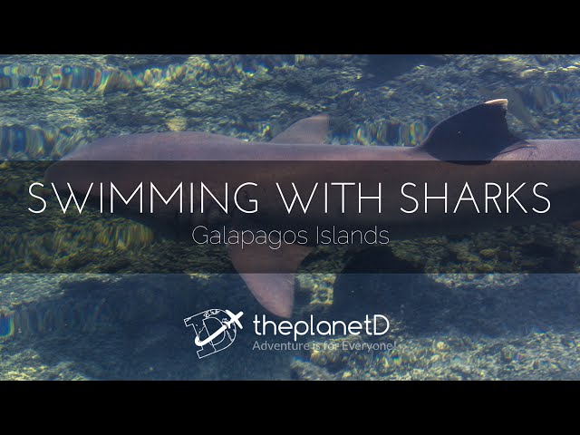 Swimming with Sharks in The Galapagos