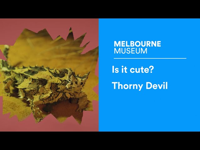 Is it cute? Australia's unique thorny devil