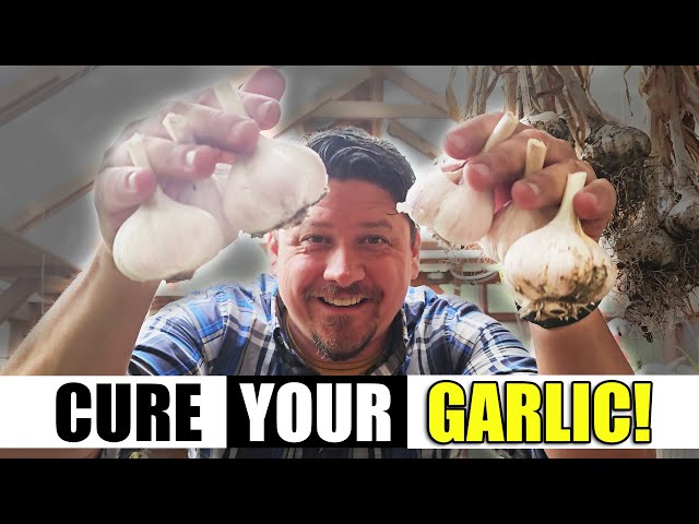 How To Cure Garlic - Garden Quickie Episode 166