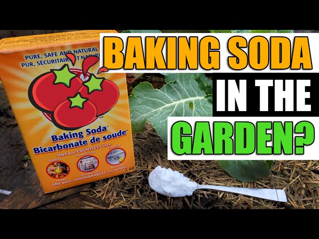 7 Uses For Baking Soda In The Garden
