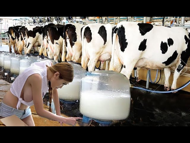 Pretty Girls Milking Cows | Incredible Shaving Tails |Amazing Feed Mixer For Dairy Farm #howitworks