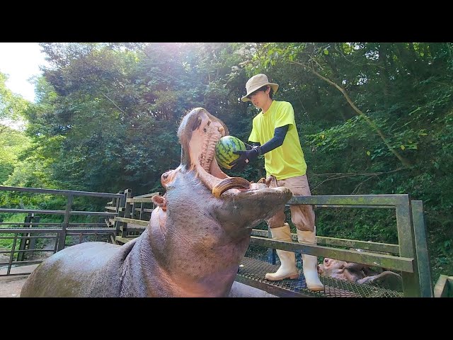 Hippo eat watermelon in one bite ASMR