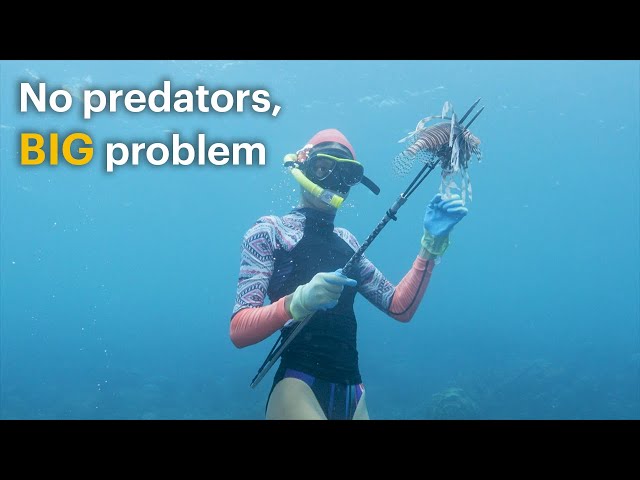 Divers Hunt Venomous Fish Invading Our Oceans
