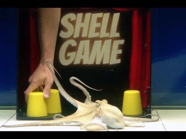 Octopus VS Man - The Shell Game - Object Permanence Experiment