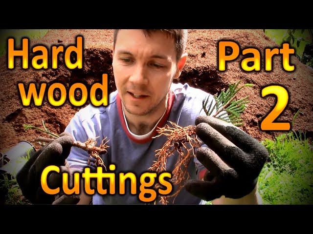 Hardwood Propagation of Thuja Green Giant Arborvitae (Part 2) Rooting Cuttings for a Privacy Hedge