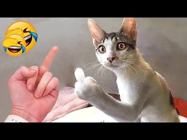 YOU LAUGH YOU LOSE😛Best Funny Animals Video 2024😺🐶#4