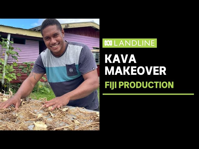 Taking Fiji Kava production to the next level | Landline | ABC