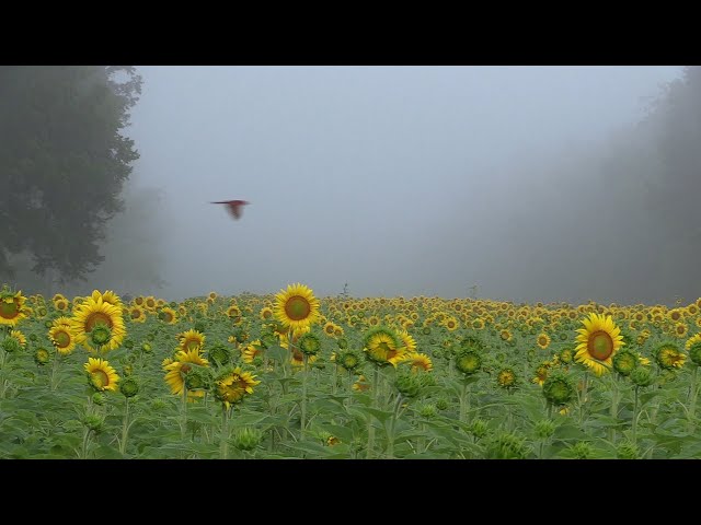 Soundscape: Sunflowers in Morning Mist (Birds Singing)