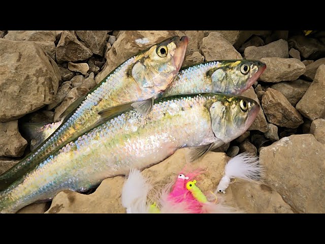 How to catch Skip Jack's below Dam's on big Rivers; how to preserve Herring