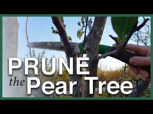 Prune your fruit trees with confidence!