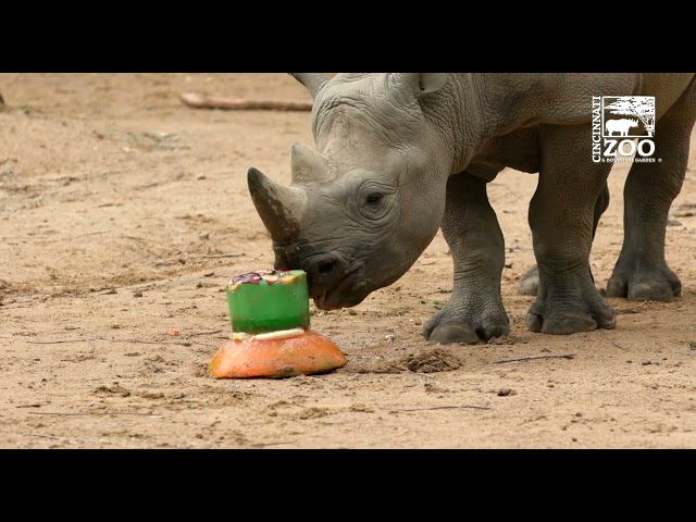 Black Rhino Ajani Joe Celebrates His 2nd Birthday - Cincinnati Zoo
