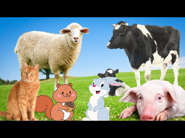Secrets of Animal Life - Rabbit, Cat, Cow, Sheep, Pig - Animal Moments