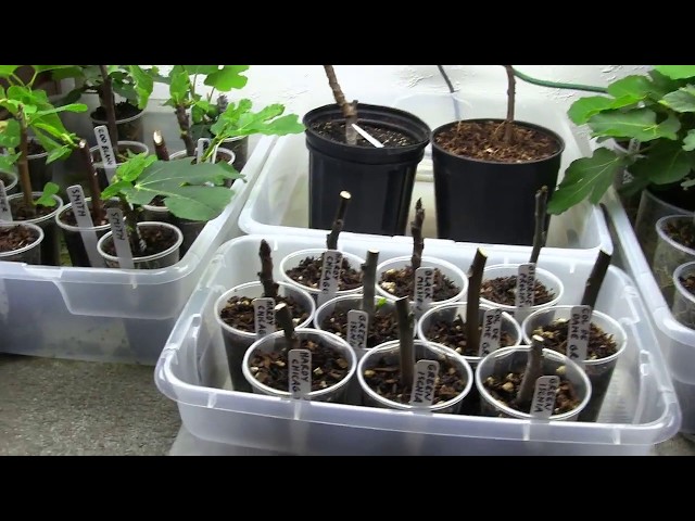 This is the Way I Will Propagate all of My Figs.......For Now | Rooted Fig Update
