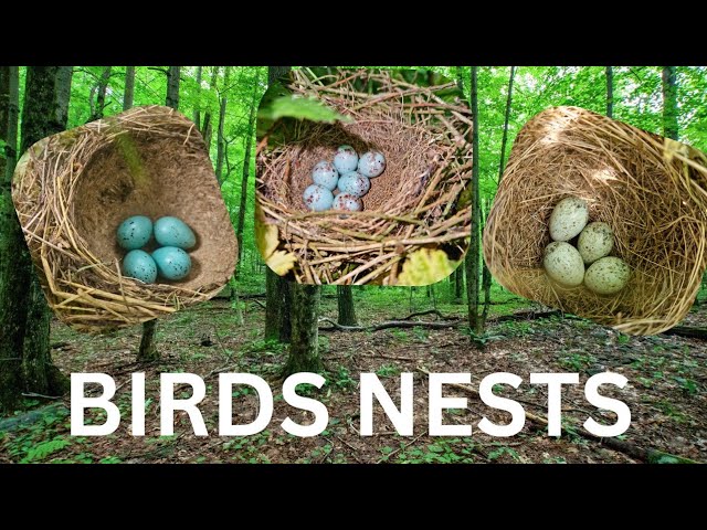 Birds Nests in BRITAIN - Compilation