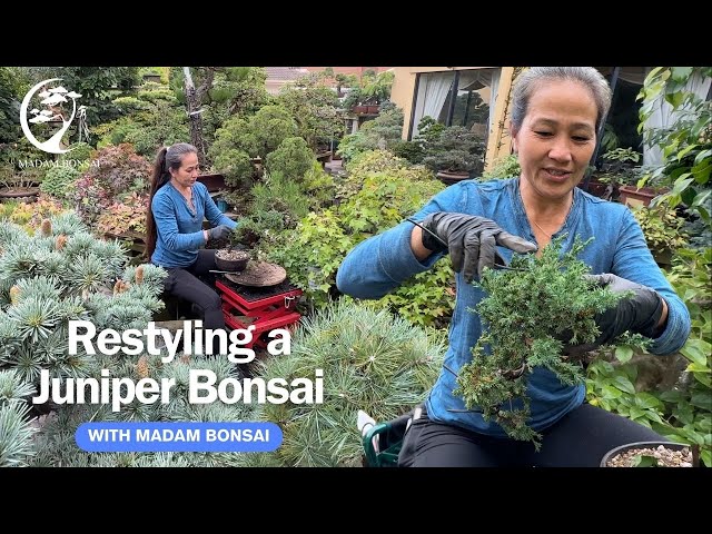 Restyling a Juniper with Madam Bonsai