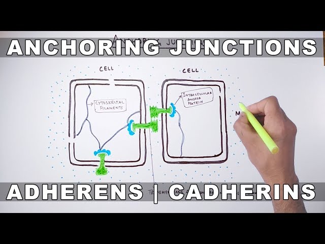 Anchoring Junctions