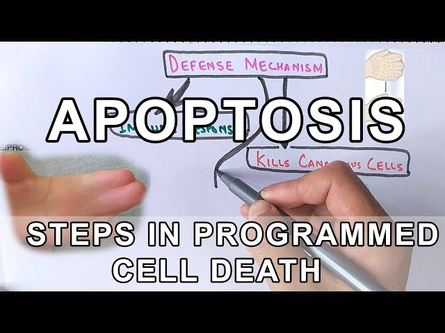 Overview of Apoptosis | Steps Explained