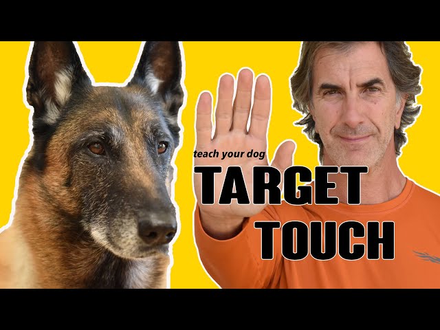 TOUCH TARGET Command - Online Dog Training Video