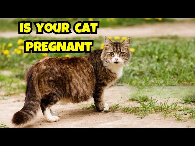 How to Tell If Your Cat Is Pregnant: Key Symptoms and Care Tips