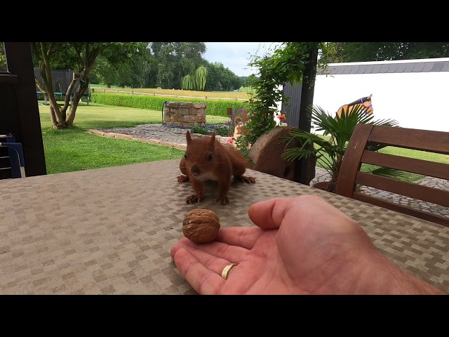 Squirrels feeding Eichhörnchen aus der Hand füttern