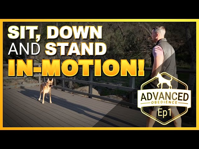 Teach your Dog to Perform a Sit, Down, or Stand IN-MOTION.