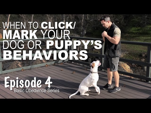 Dog Training | How to know which marker to use - Episode 4