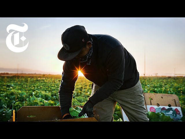 'Essential' Farmworkers Risk Infection and Deportation. Here's Why. | Coronavirus News