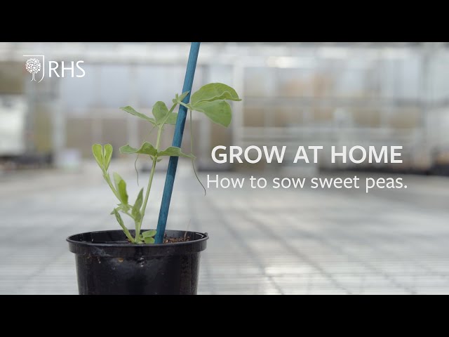 How to sow Sweet Peas | Grow at Home | RHS
