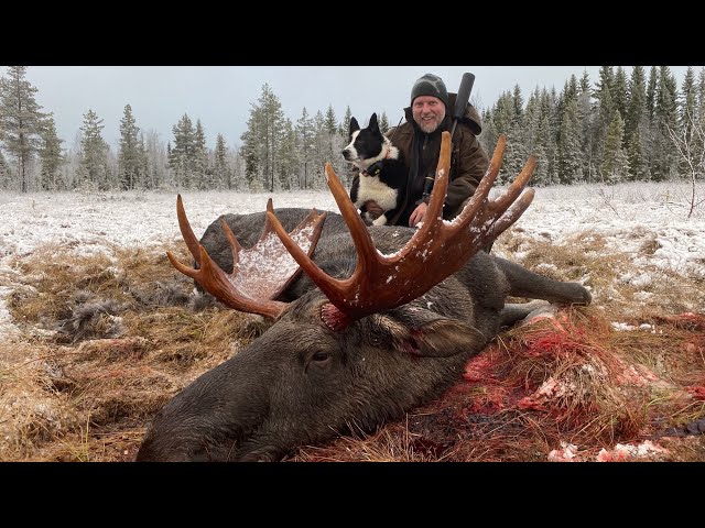 Elgjakt med løshund med Kristoffer Clausen. Hunting moose with dogs.