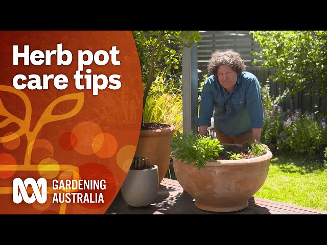 How to maintain your potted herb plants | Gardening 101 | Gardening Australia