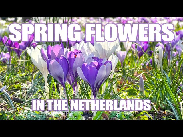 Spring Flowers: Most Beautiful Attraction In The Netherlands