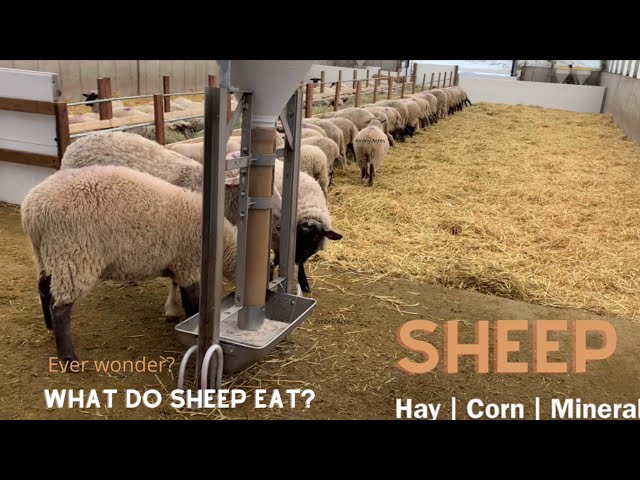 Sheep Feeding for 101 Ewes in our Repurposed Barn
