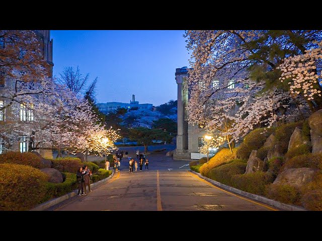 Cherry Blossom Seoul 2023 Kyung Hee University At Night  | City Ambience 4K HDR