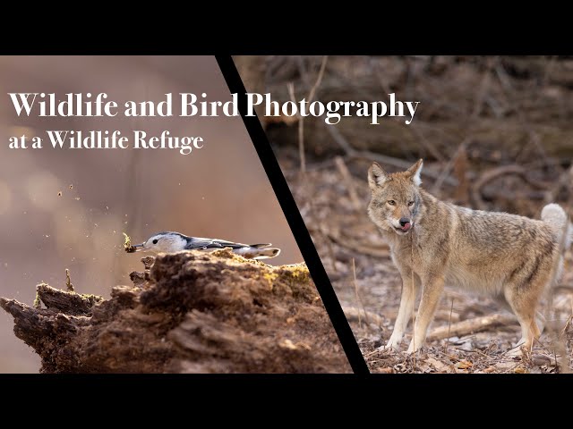 Wildlife and Bird Photography at a Wildlife Refuge