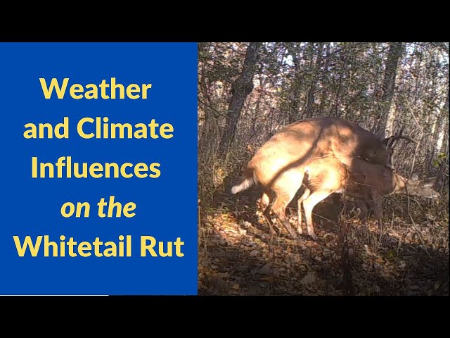 Can weather and climate influence the whitetail deer rut?
